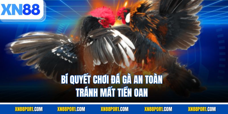 Bí quyết chơi đá gà an toàn tránh mất tiền oan