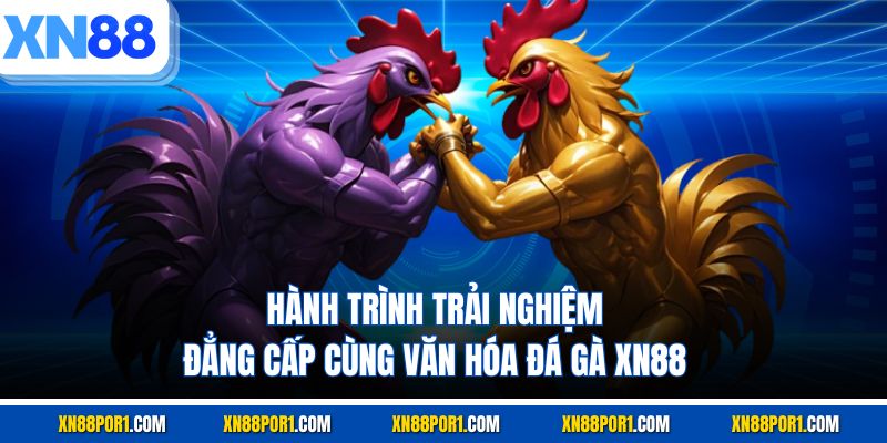 Hành trình trải nghiệm đẳng cấp cùng văn hóa đá gà XN88